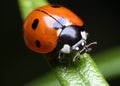 Ladybug on rosemary Royalty Free Stock Photo