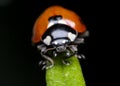 Ladybug on rosemary Royalty Free Stock Photo