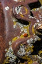 Ladybug and Rosty Metal