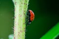 Ladybug runs down the stem of a plant, Coccinellidae, Arthropoda, Coleoptera, Cucujiformia, Polyphaga Royalty Free Stock Photo