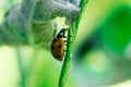 Ladybug runs up through the top of a leaf, Coccinellidae, Arthropoda, Coleoptera, Cucujiformia, Polyphaga Royalty Free Stock Photo
