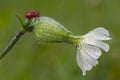 Ladybug on Saponaria white flower