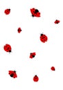 Ladybug seamless pattern, on white background  T - vector Royalty Free Stock Photo