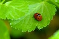 Ladybug Sex on Wild Celery Leaf 03 Royalty Free Stock Photo