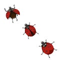 A ladybug shows the way of taking off on isolated white background, vector illustration for Nature or Insects topic that can be Royalty Free Stock Photo