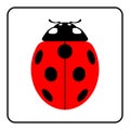 Ladybug vector illustration