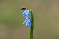 Ladybug sit on a flower on a summer morning