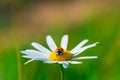 Ladybug sits on a beautiful daisy Royalty Free Stock Photo