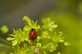 A ladybug sits on a bud. Sunny day Royalty Free Stock Photo