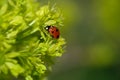 A ladybug sits on a bud. Sunny day Royalty Free Stock Photo