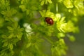 A ladybug sits on a bud. Sunny day Royalty Free Stock Photo