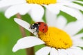 Ladybug sits on a chamomile flower a close up macro Royalty Free Stock Photo