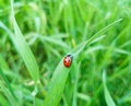 Ladybug sits on grass Royalty Free Stock Photo