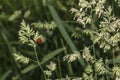 Ladybug sitting on a green plant sprout. Beautiful nature background with morning fresh grass and ladybug. Beetles insects. Royalty Free Stock Photo