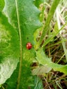 Ladybug sits on a green leaf