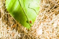 The ladybug sits on a sheet Royalty Free Stock Photo