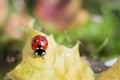 Ladybug sits on a yellow leaf and crawls down Royalty Free Stock Photo
