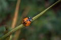 Ladybug sitting on a blade of grass on a flower meadow in summer, Germany Royalty Free Stock Photo