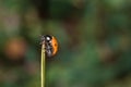 Ladybug sitting on a blade of grass on a flower meadow in summer, Germany Royalty Free Stock Photo