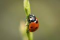 Ladybug sitting on a blade of grass on a flower meadow in summer, Germany Royalty Free Stock Photo