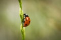 Ladybug sitting on a blade of grass on a flower meadow in summer, Germany Royalty Free Stock Photo