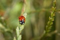 Ladybug sitting on a blade of grass on a flower meadow in summer, Germany Royalty Free Stock Photo