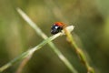 Ladybug sitting on a blade of grass on a flower meadow in summer, Germany Royalty Free Stock Photo