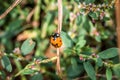 Ladybug sitting on a blade of grass on a flower meadow in summer, Germany Royalty Free Stock Photo