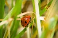 Ladybug sitting on a blade of grass on a flower meadow in summer, Germany Royalty Free Stock Photo