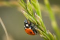 Ladybug sitting on a blade of grass on a flower meadow in summer, Germany Royalty Free Stock Photo