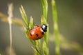 Ladybug sitting on a blade of grass on a flower meadow in summer, Germany Royalty Free Stock Photo