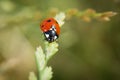 Ladybug sitting on a blade of grass on a flower meadow in summer, Germany Royalty Free Stock Photo