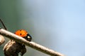 Ladybug sitting on a branch of a plant Royalty Free Stock Photo