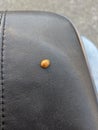 ladybug sitting on chair Royalty Free Stock Photo