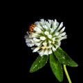 Ladybug sitting on a clover flower
