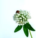 Ladybug sitting on a clover flower