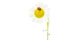 Ladybug sitting on daisy flower