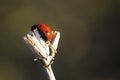 Ladybug Sitting On Dry Branch At Early Spring Royalty Free Stock Photo