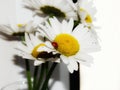 Field chamomile and ladybug. Royalty Free Stock Photo