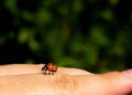 a ladybug is sitting on a finger Royalty Free Stock Photo