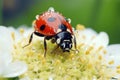 Ladybug sitting on a flower with dew drops