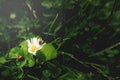 ladybug sitting on four-leaf-clover that promises fortune in dreamy scenery with white daisy blossom and second ladybug Royalty Free Stock Photo