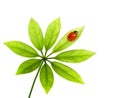 Ladybug sitting on a green leaf