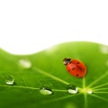 Ladybug sitting on a green leaf Royalty Free Stock Photo