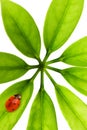 Ladybug sitting on a green leaf Royalty Free Stock Photo