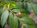 Ladybug sitting on a green leaf. Insects on the leaf in tropical season Royalty Free Stock Photo