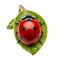 A ladybug sitting on a green leaf on transparent background Royalty Free Stock Photo