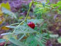 A ladybug is sitting on a green leaf Royalty Free Stock Photo