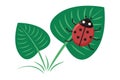 Ladybug sitting on a green leaf Royalty Free Stock Photo