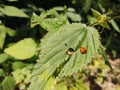 Ladybug sitting on the green leaf on a plantin nature. Royalty Free Stock Photo